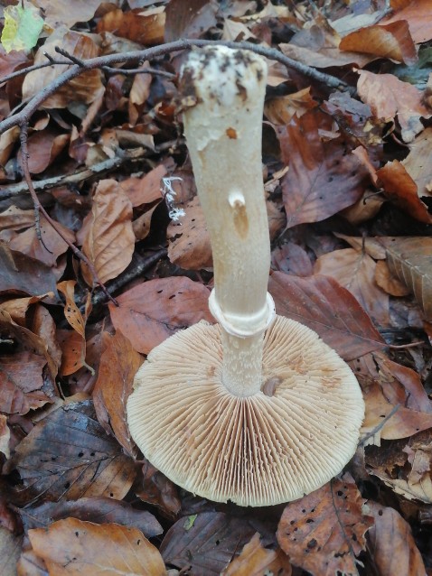 Cortinarius caperatus