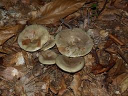 Lactarius blennius