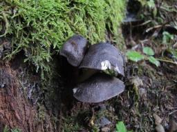 Pluteus atromarginatus