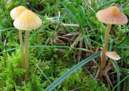 Galerina clavata