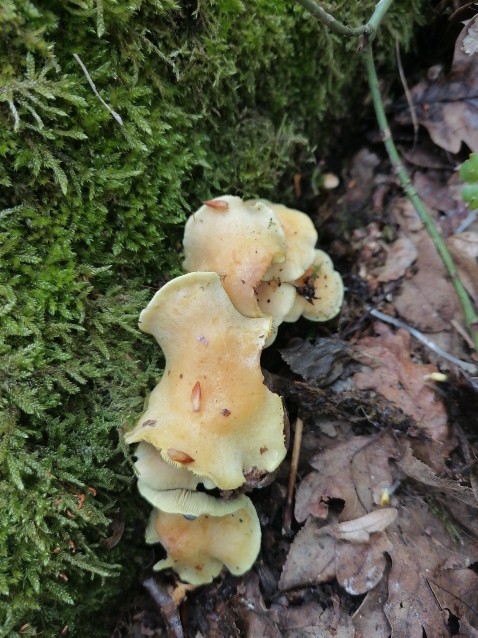 Hypholoma fasciculare