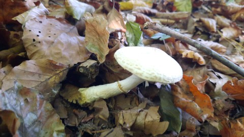 Lepiota ignivolvata