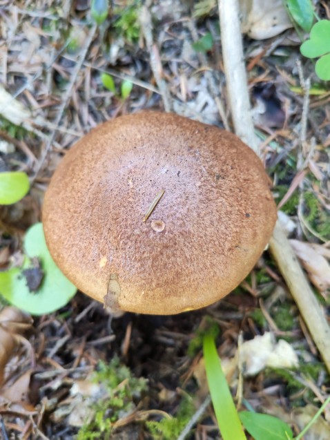 Butyriboletus appendiculatus