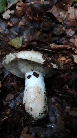 Russula adusta