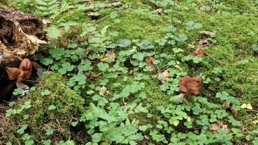 Gyromitra infula