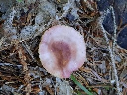 Russula exalbicans
