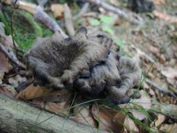 Craterellus cornucopioides