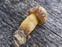Aureoboletus gentilis