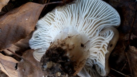 Hygrophorus marzuolus