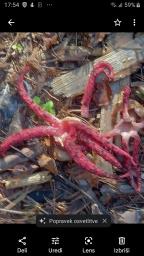 Clathrus archeri