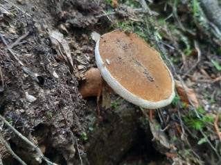 Gyroporus castaneus