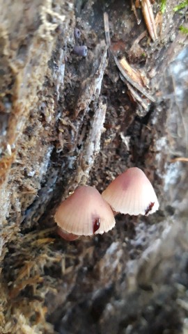 Mycena haematopus