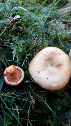 Lactarius deterrimus