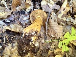 Aureonarius callisteus