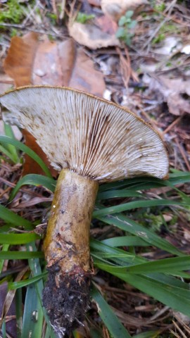 Lactarius turpis