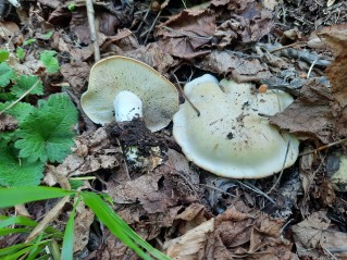 Calocybe gambosa