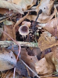 Auriscalpium vulgare