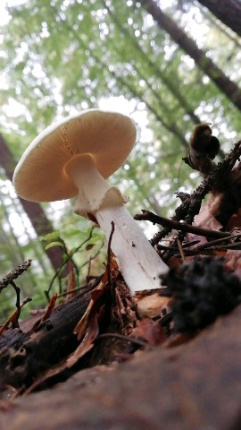 Amanita citrina