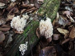 Artomyces pyxidatus