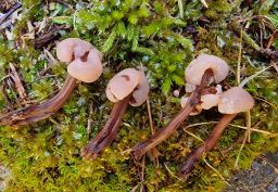 Cudonia circinans