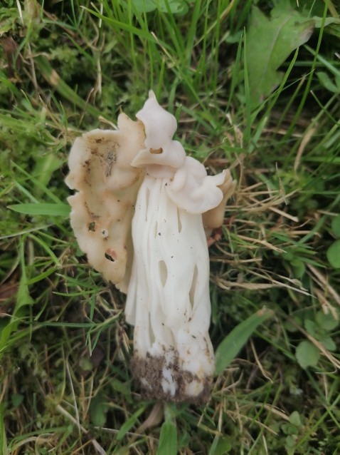 Helvella crispa