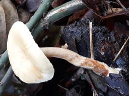 Lentinus brumalis