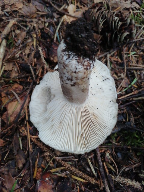 Russula adusta