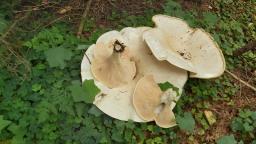 Aspropaxillus giganteus