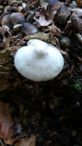 Volvariella murinella