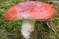 Russula emetica