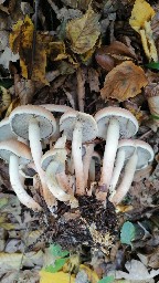 Hypholoma capnoides