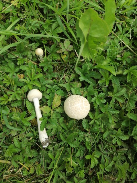 Agrocybe dura
