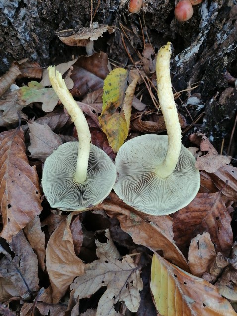 Hypholoma fasciculare