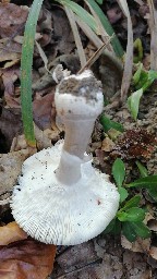 Amanita pantherina