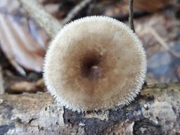 Lentinus arcularius