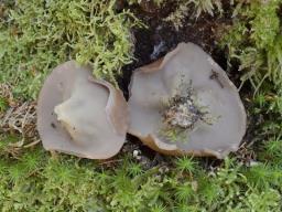 Discina ancilis