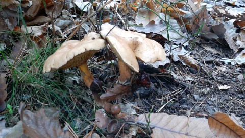 Suillus bovinus