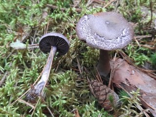 Cortinarius violaceus