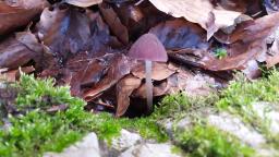 Psathyrella bipellis