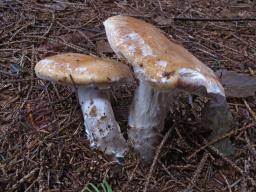Cortinarius claricolor