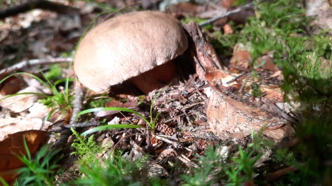 Caloboletus calopus