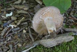 Lactarius circellatus