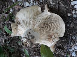 Russula delica