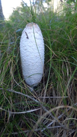Coprinus comatus