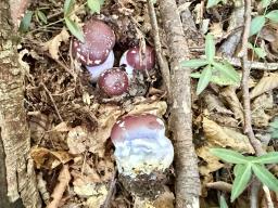 Cortinarius praestans