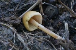 Conocybe siliginea