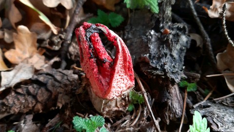 Clathrus archeri