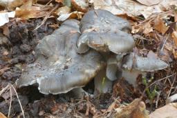 Hygrophorus marzuolus