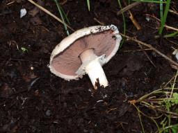 Agaricus bisporus