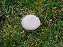 Lycoperdon pratense